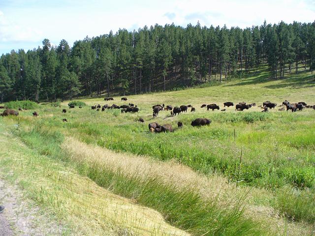 Black Hills021.jpg